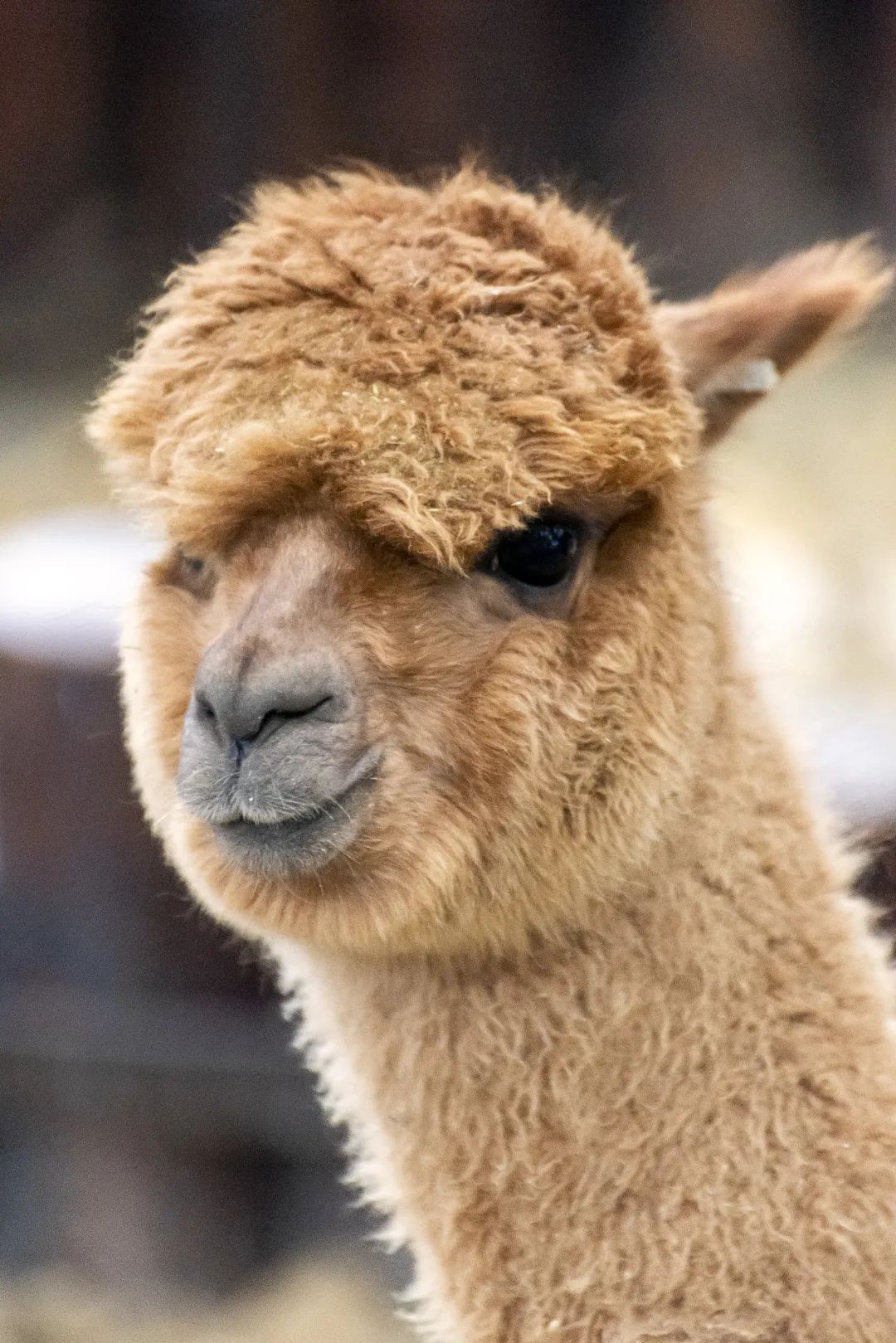 陈妙林直播,开元酒店集团董事长陈妙林