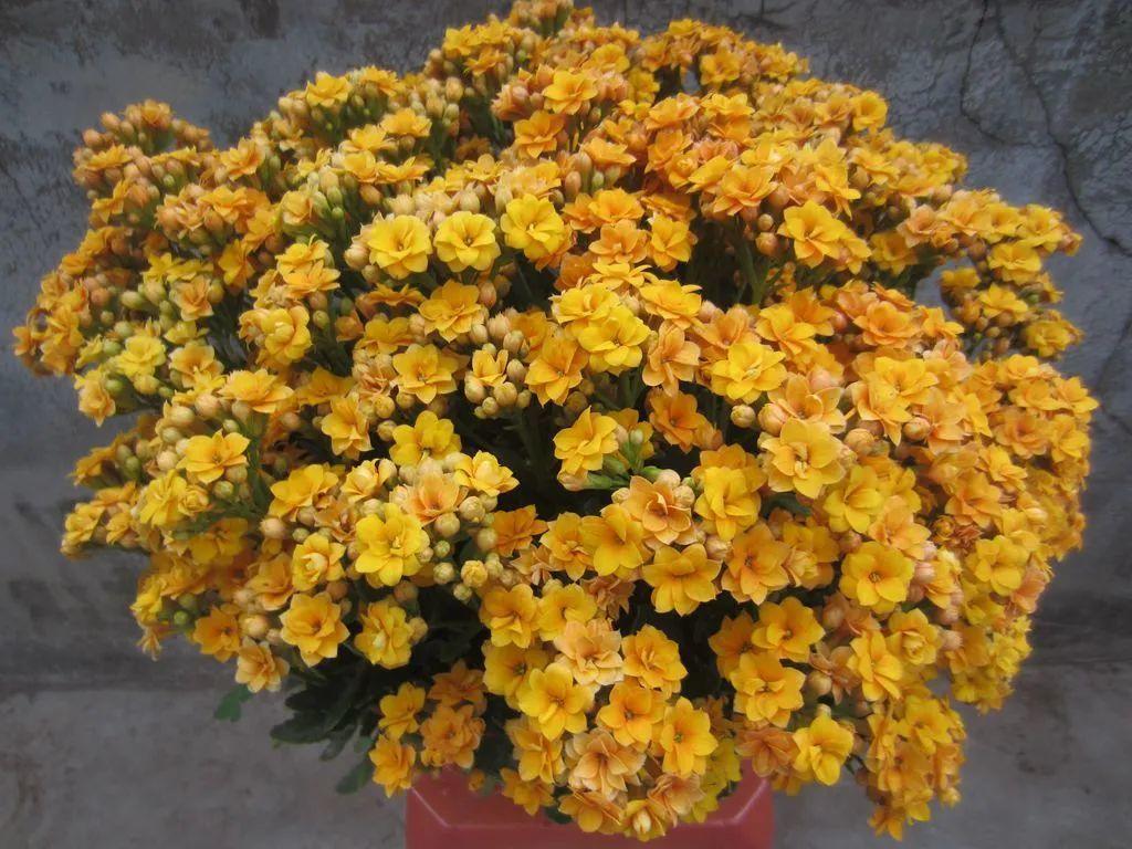 十月长寿花怎么开花,长寿花怎么打才能爆花