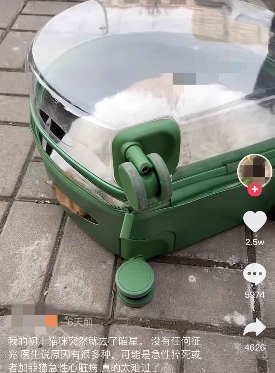 害死猫的网红饰品,盘点那些被人害死的网红猫