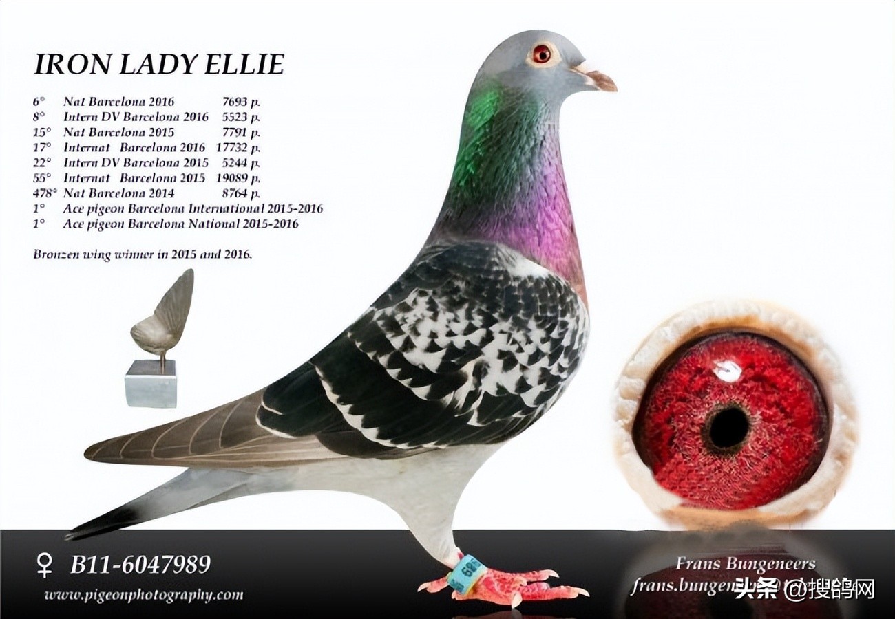 巴塞罗那几次欧冠冠军,巴塞罗那冠军鸽