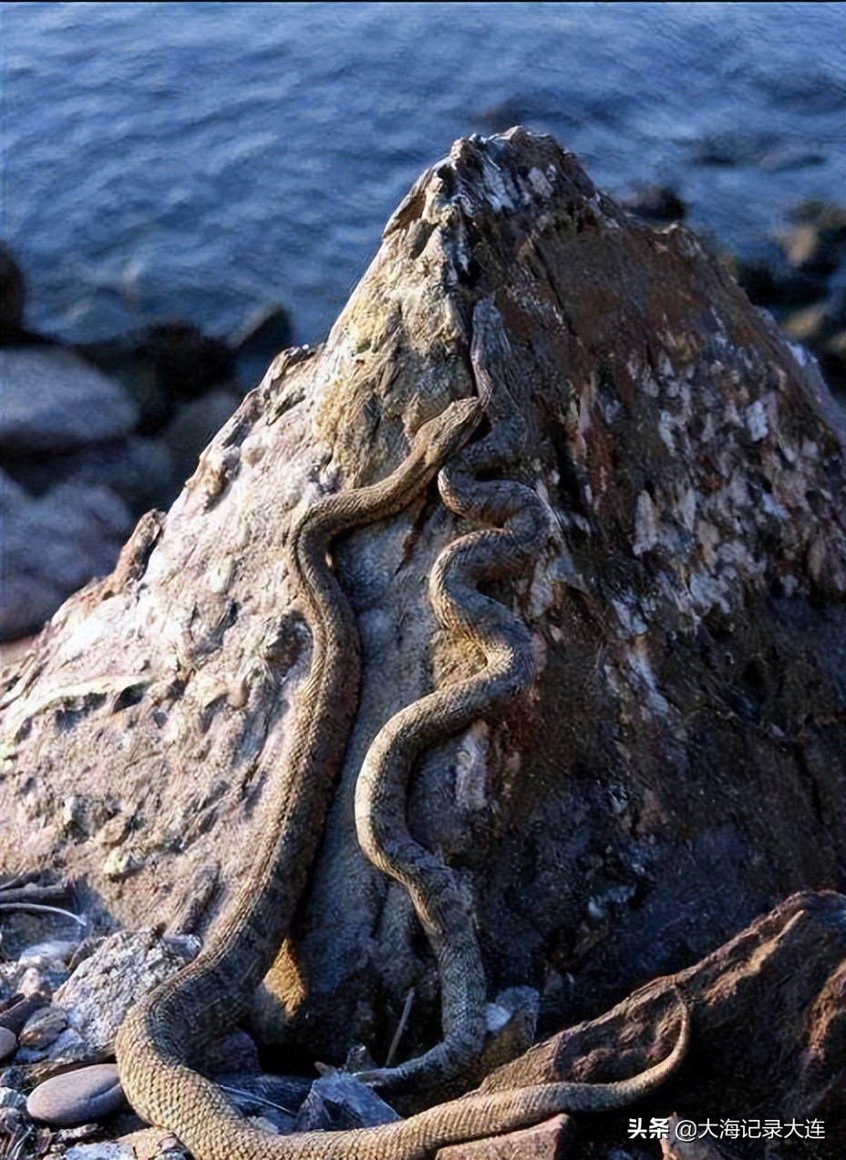 旅顺景点温泉,大连老铁山温泉攻略