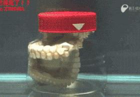 最新研究称章鱼或于5亿年前来到地球,为何总说章鱼是外星生物?