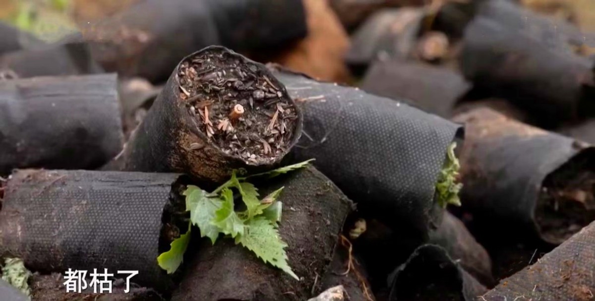 山西矿老板发现养殖商机种植构树,矿老板被骂