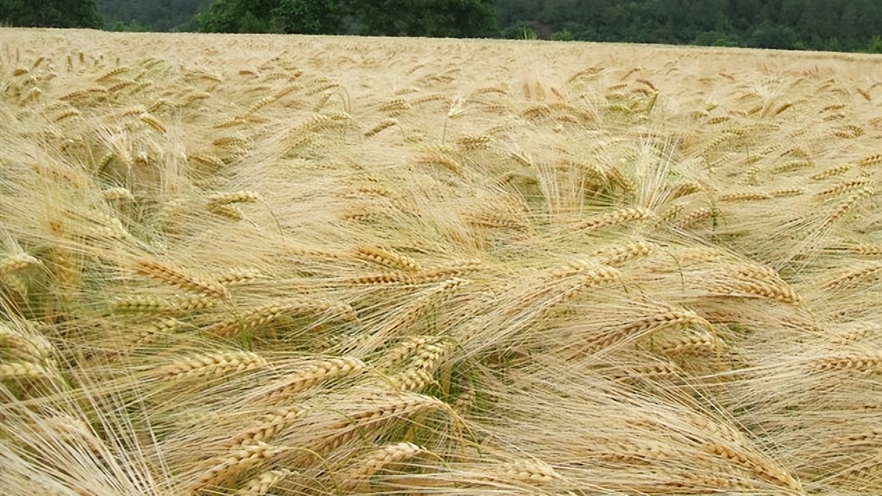大麦的栽培与管理,大麦栽培技术有哪些