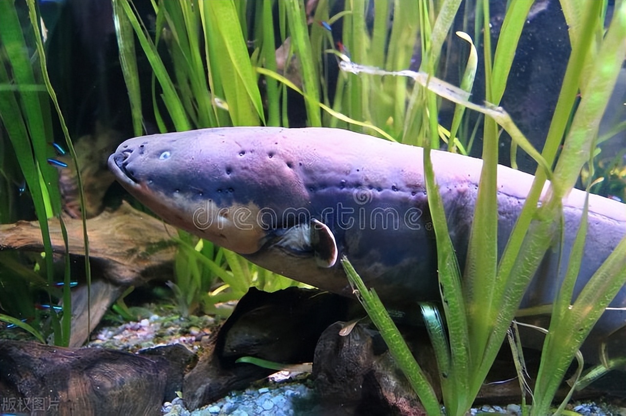 电鳗放电的原理图解,电鳗放电讲解图