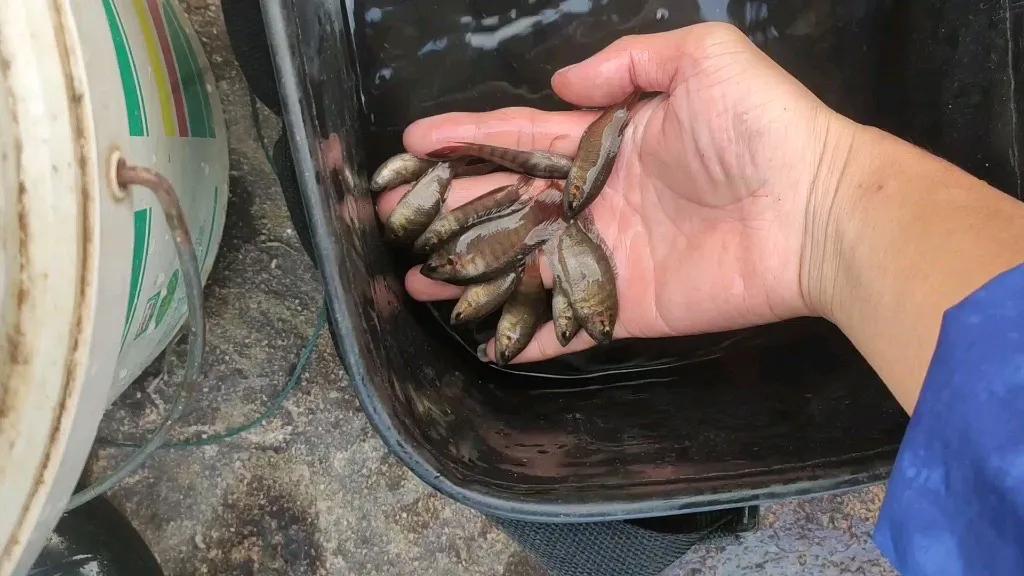 虾田72杂鱼之三中华斗鱼，被人误解的粗壳鱼却是最有价值的小杂鱼