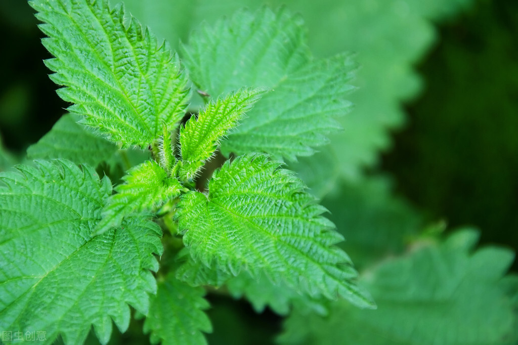 唐朝诡事录里的长安红茶是什么,唐朝诡事录长安红茶真相在哪一集