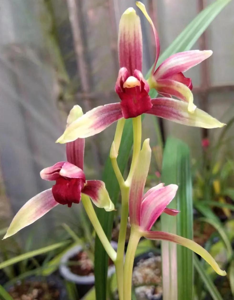 兰花野生资源与科技草的本质区别,谈谈兰花暴涨的那些事