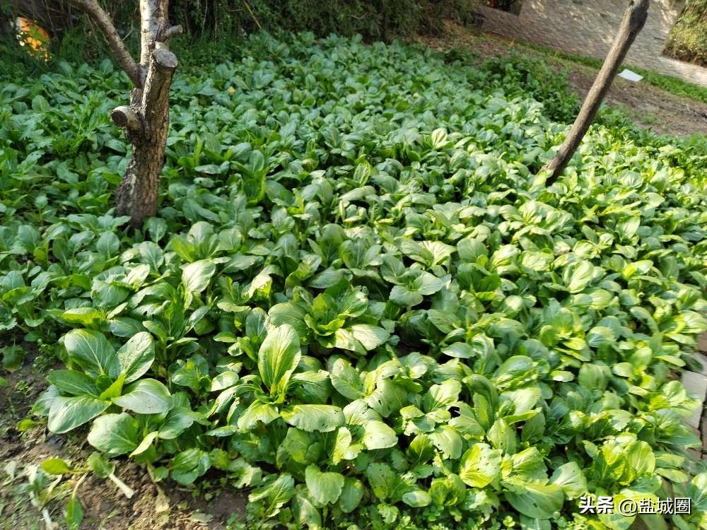 业主控诉小区脏乱,无人管理的小区脏乱差