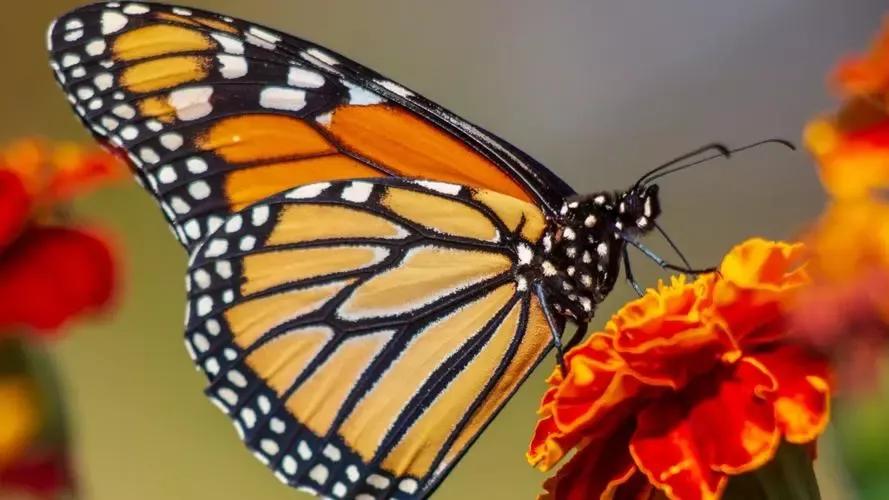 墙壁掉粉怎么办,掉粉了怎么办快速解决