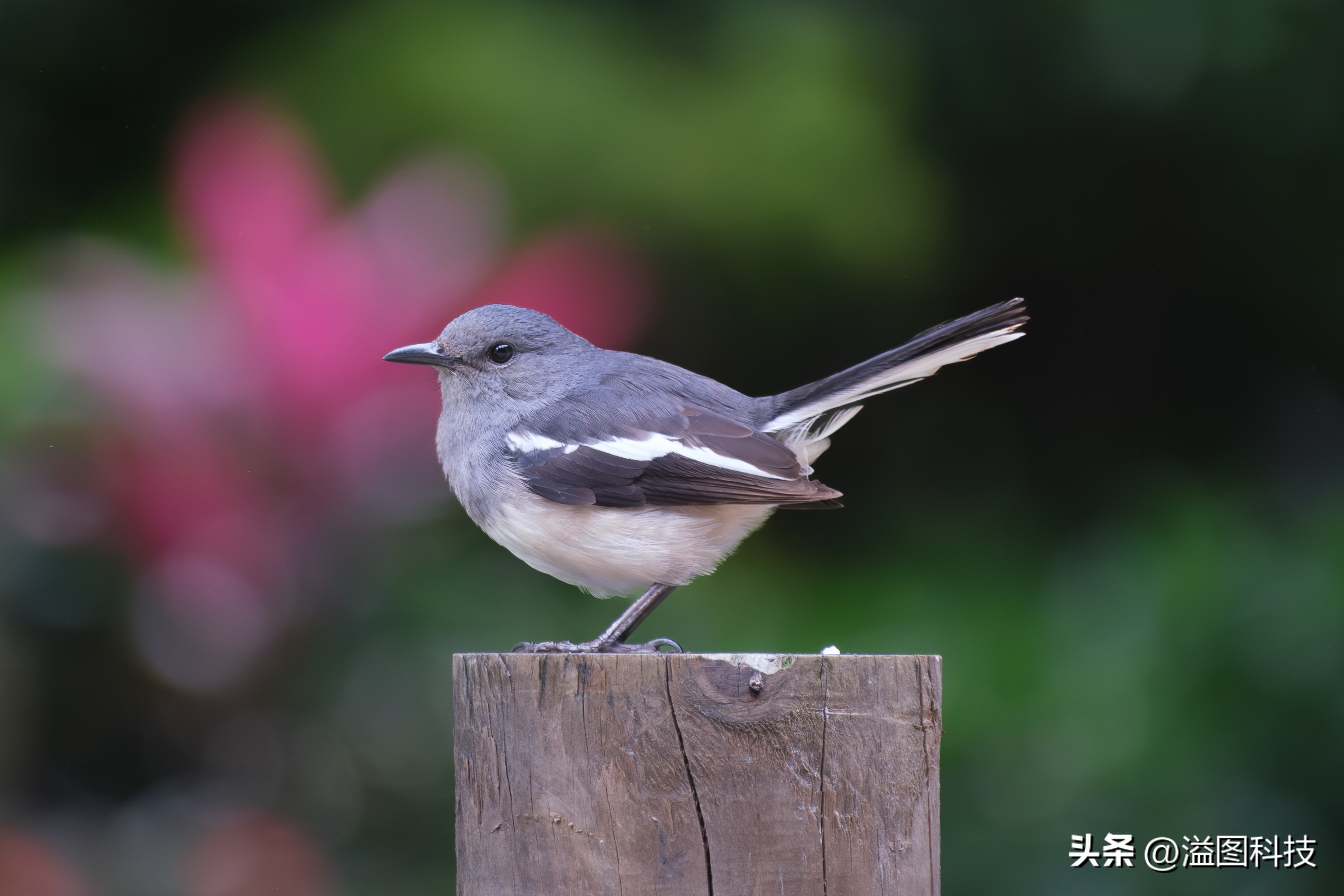 富士x-s20怎么原价购买,富士x-s20单机身价格