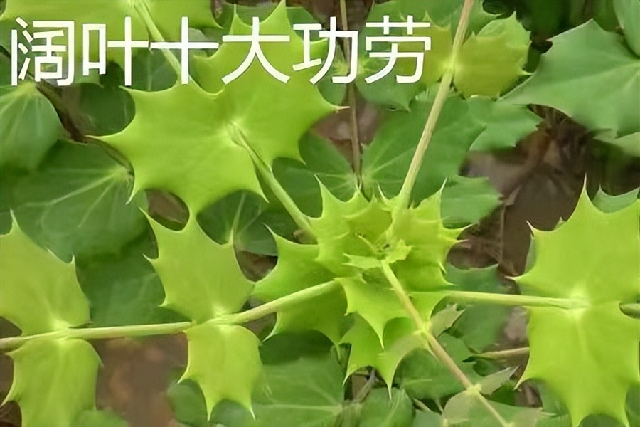 阔叶十大功劳和狭叶十大功劳,十大功劳为什么叫十大功劳