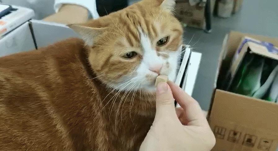 主人太经常在家猫咪会抑郁吗,狗狗和猫咪在家里的最佳表现