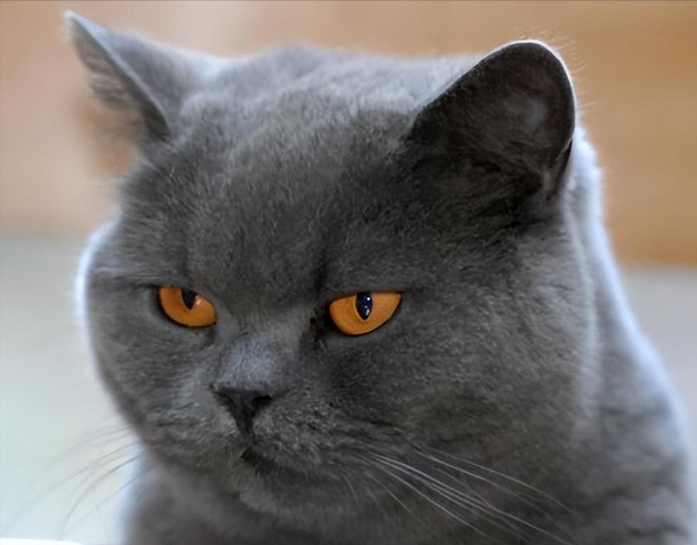 盘点那些特别反骨的猫,这6种猫堪称猫界渣王谁养谁吃亏