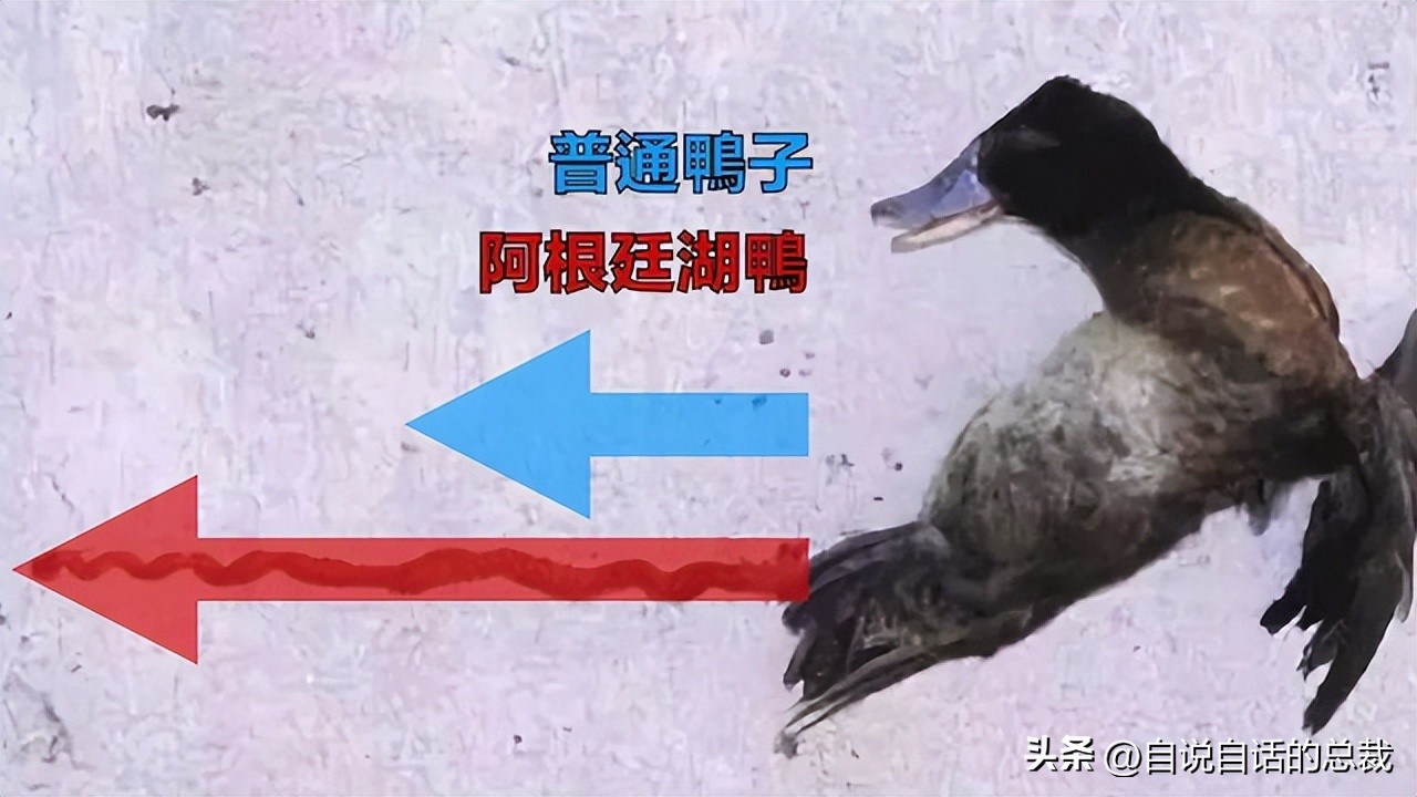 鸭：一鸭战四虎？弹射胜航母？鸭子的真相，也许超乎你的想象