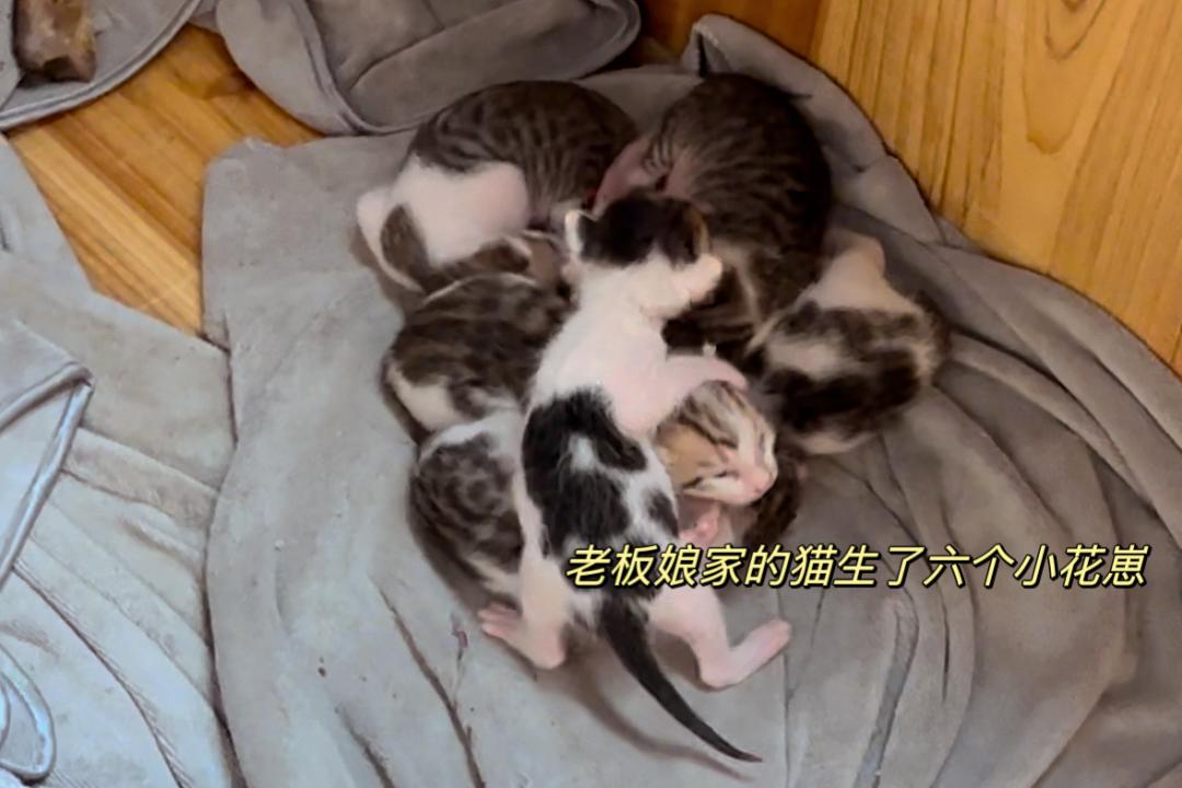 年轻人只想搞钱不想结婚,我不想谈什么恋爱我只想搞钱视频