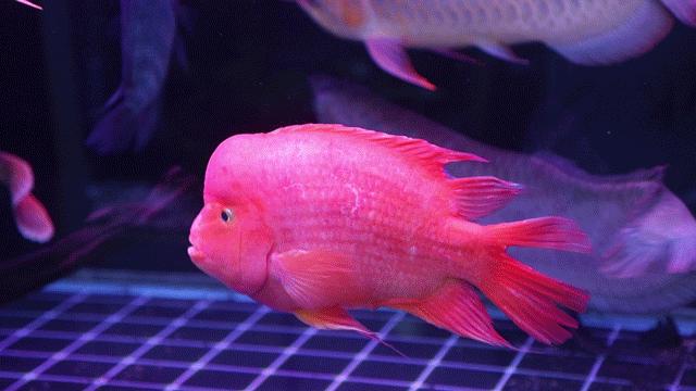 深圳最好玩的十个地方,深圳光明小镇欢乐田园好玩吗