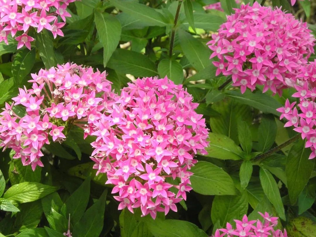 适合夏天养的7种花越晒开花越旺,阳台高温如何养墨兰