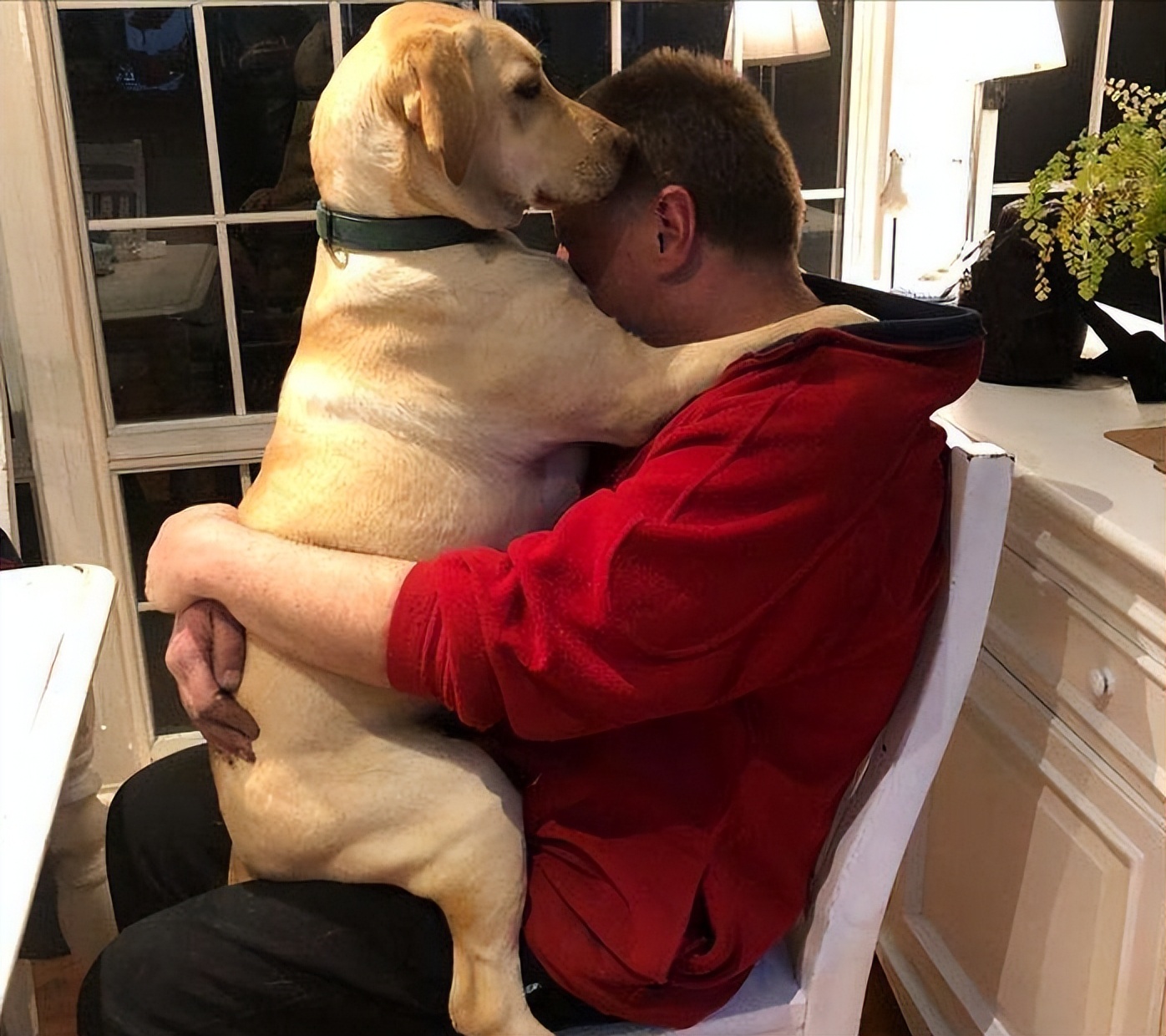 没救了，我家傻狗以为是我“亲生”的