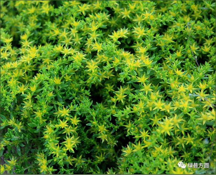 垂盆草在花境中的应用,垂盆草的功效与应用