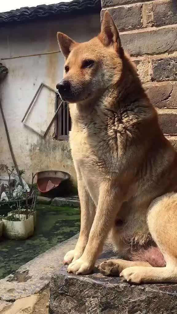 狗狗的灵性有哪些表现,狗界中六种智商比较低的狗狗