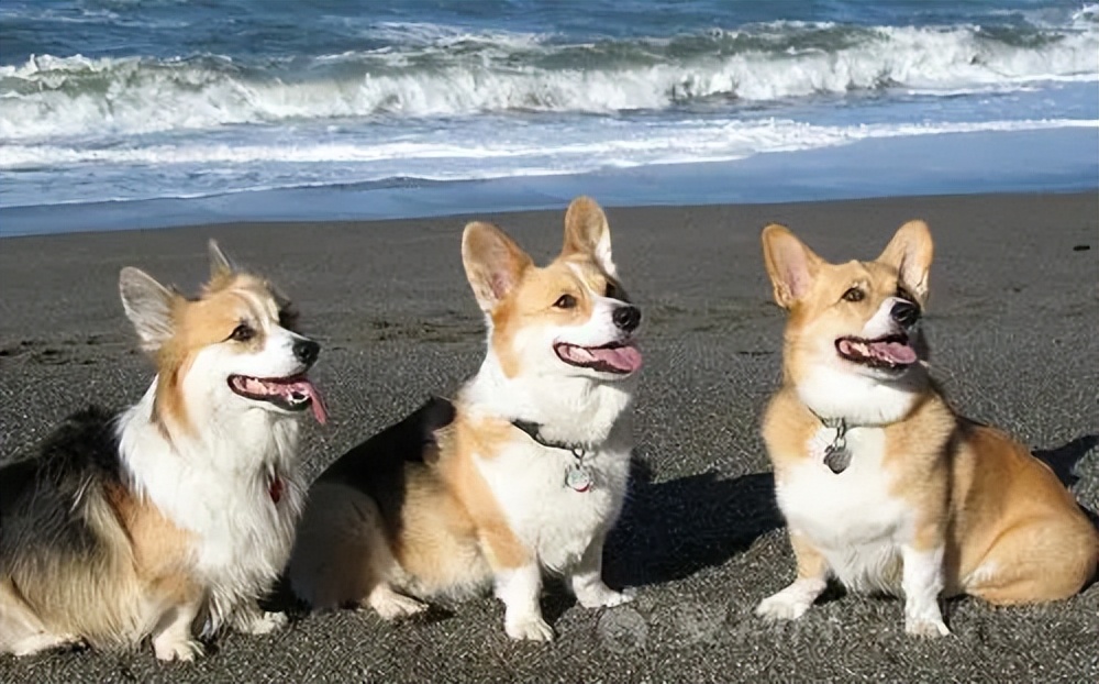 养狗新手最适合养的是什么狗呢,养狗千万别养这几种狗