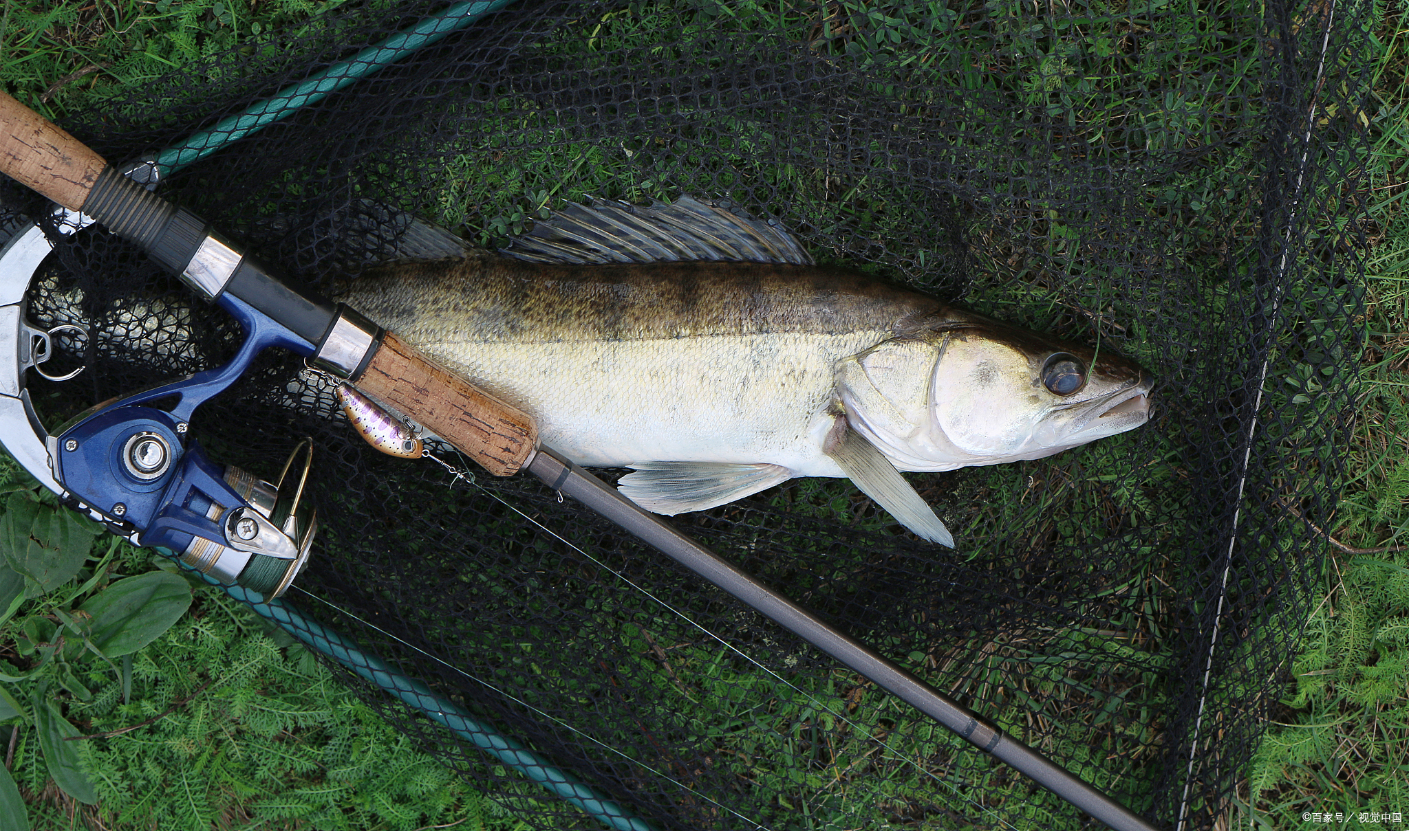 路亚威海鱼竿,威海海钓路亚鱼竿推荐