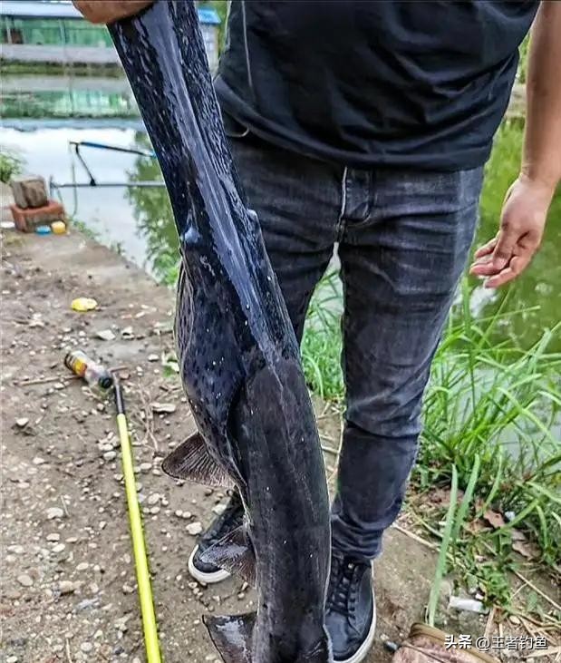 外来物种入侵鸭嘴,鸭嘴兽物种入侵