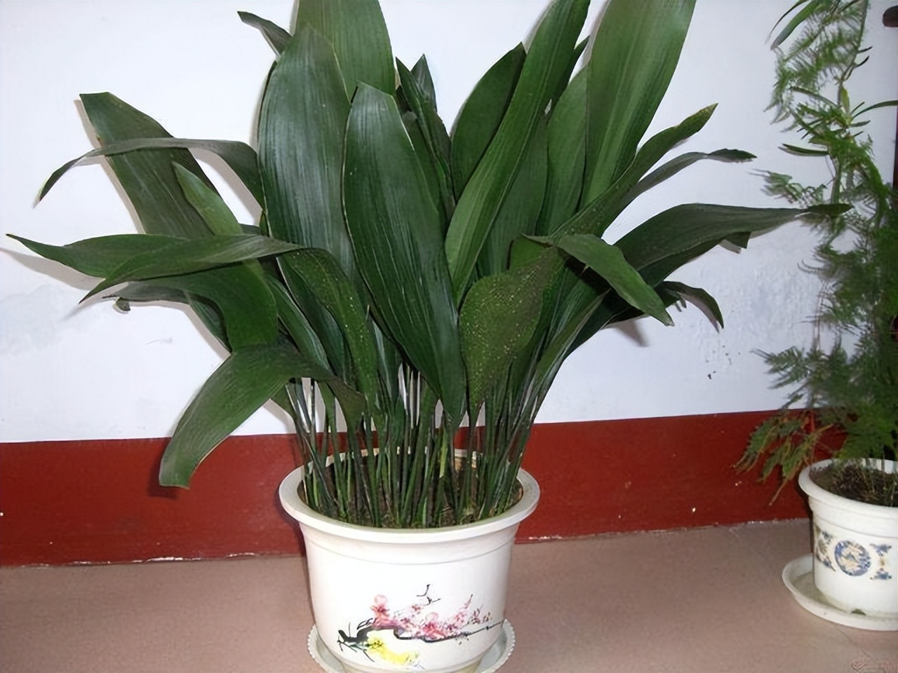 家里养哪种绿植好养且净化空气,除甲醛最好的绿植花