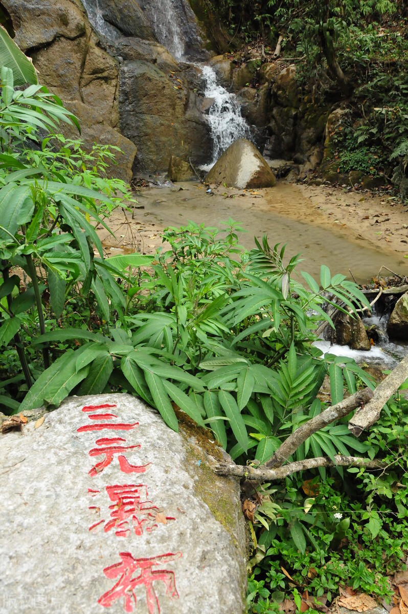 腾冲樱花谷，野生樱花遍布，落英缤纷、原始自然的花花世界