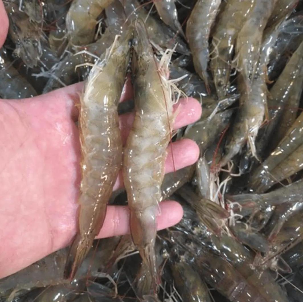 真心不错原唱完整版,真心不错完整视频