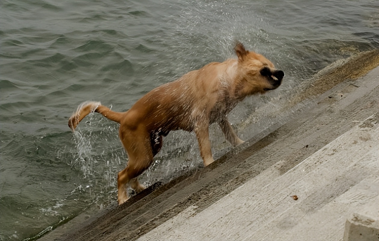 要有痛打落水狗的决心，痛打这些“造假”制造国难的核酸检测机构