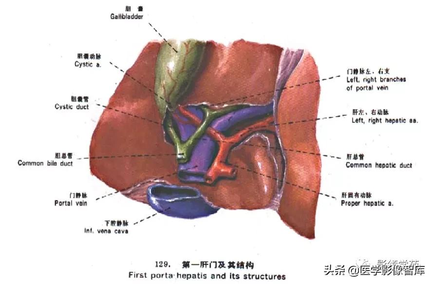 肝脏影像分叶分段解剖图,肝脏分段解剖图谱