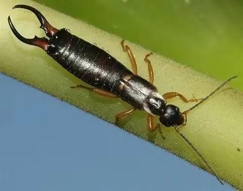 家里经常出现的小虫子有哪些,最近家里总是出现那种小虫子