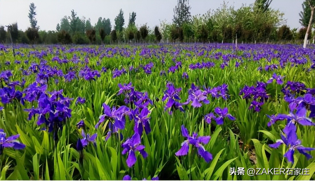 石家庄早新闻,早新闻完整内容