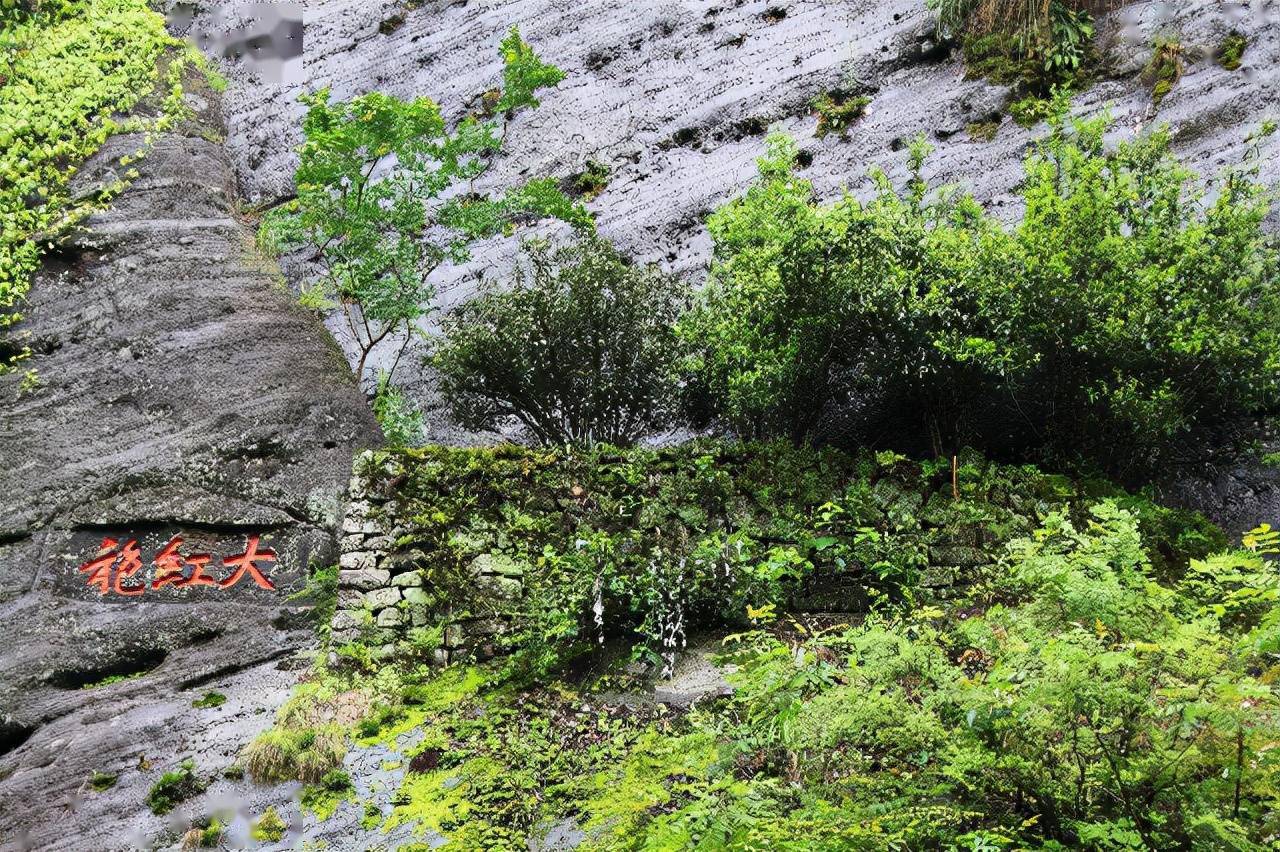 中国十大名茶的特点和种类,中国10大名茶是哪些具有哪些特点