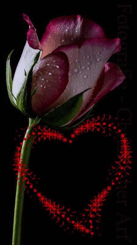 分享一束花图片,分享照片愿你遇到的都是美好