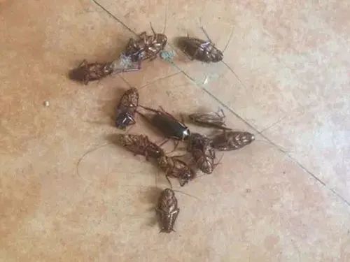 蟑螂怎么消灭最彻底小妙招,衣柜彻底消灭蟑螂小妙招