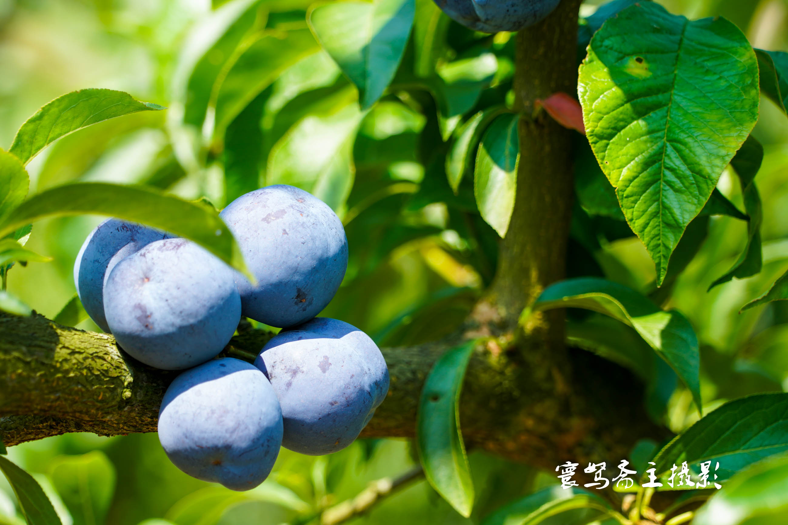 重庆静观柴火鸡,静观陈氏柴火鸡