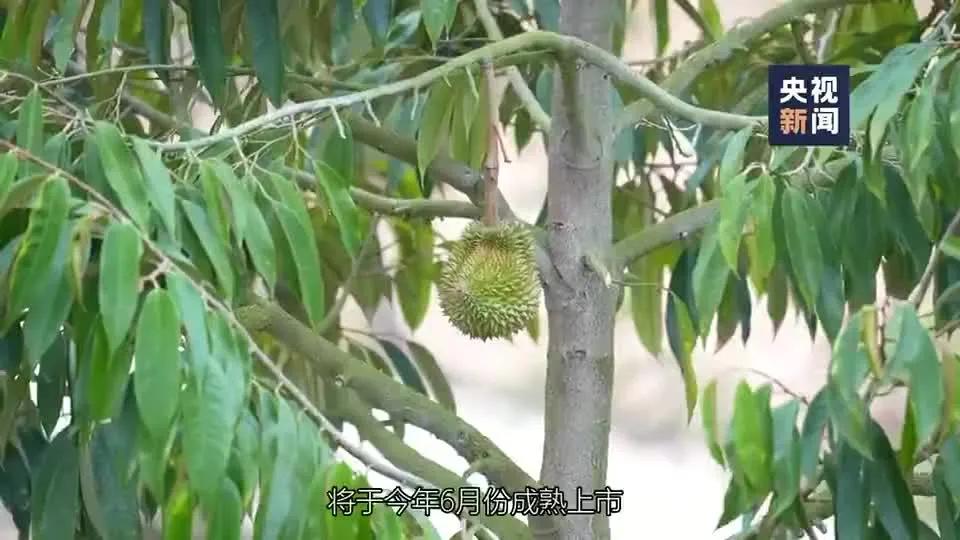 榴莲批发泰国榴莲品种大全,在哪里能买到真正的泰国榴莲