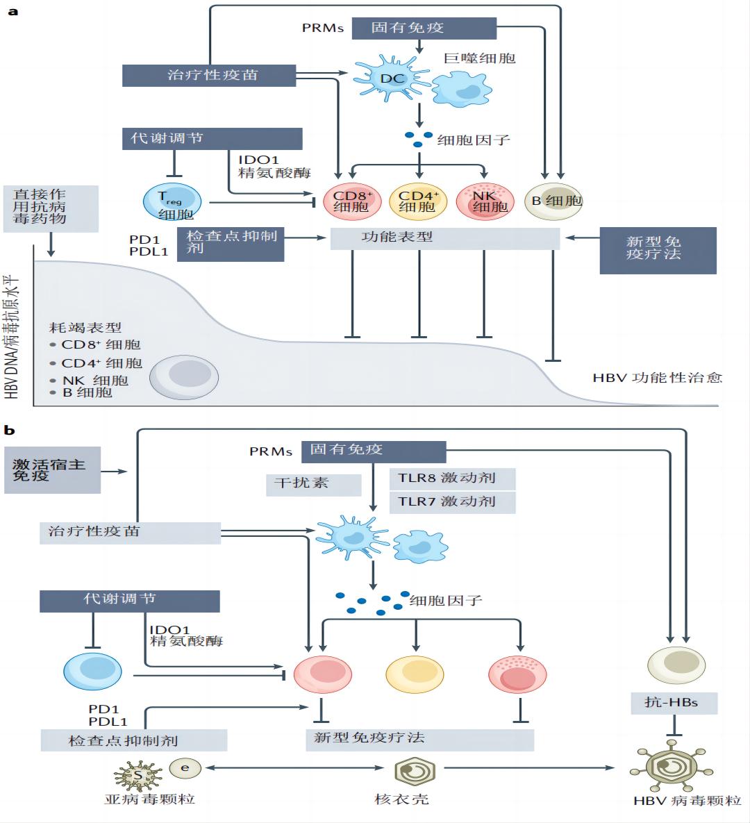 慢性乙型肝炎的最重要的治疗,慢性乙型肝炎的治疗进展文献综述