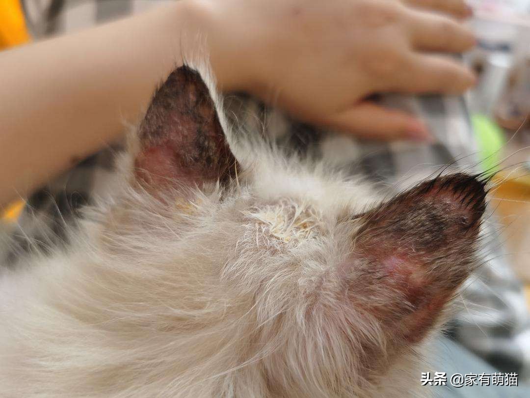 养猫主人怎么避免被传染猫癣,养猫猫癣怎么预防