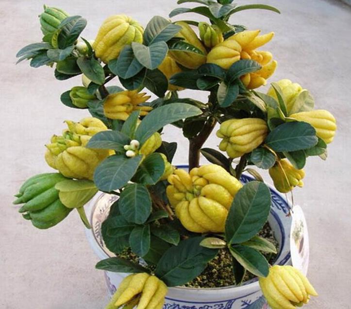 净化空气的六种绿植家庭必备,常见的室内净化空气的花草有哪些