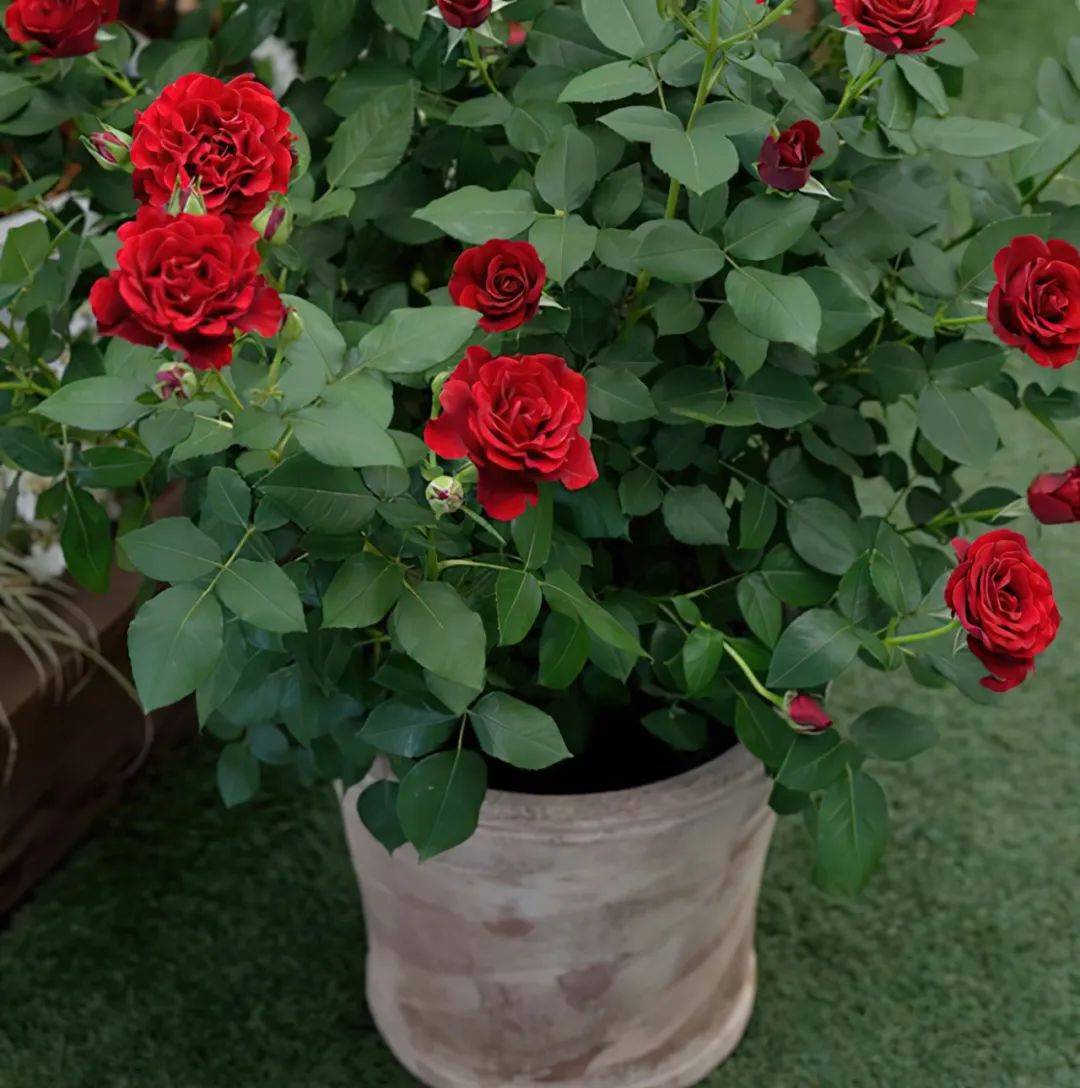 比较鲜又好养的月季品种,最值得养的大花浓香月季品种