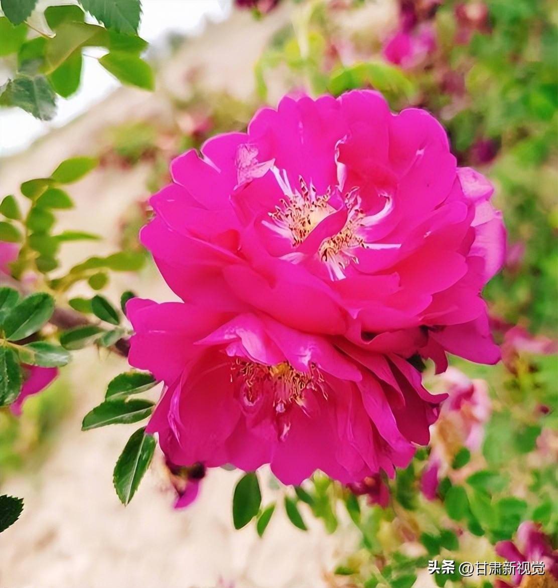 秦川镇尹家庄村：待到玫瑰花开时邀您来做玫瑰酱