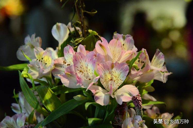 花卉艺术图片欣赏大全,花卉与空间艺术的完美结合