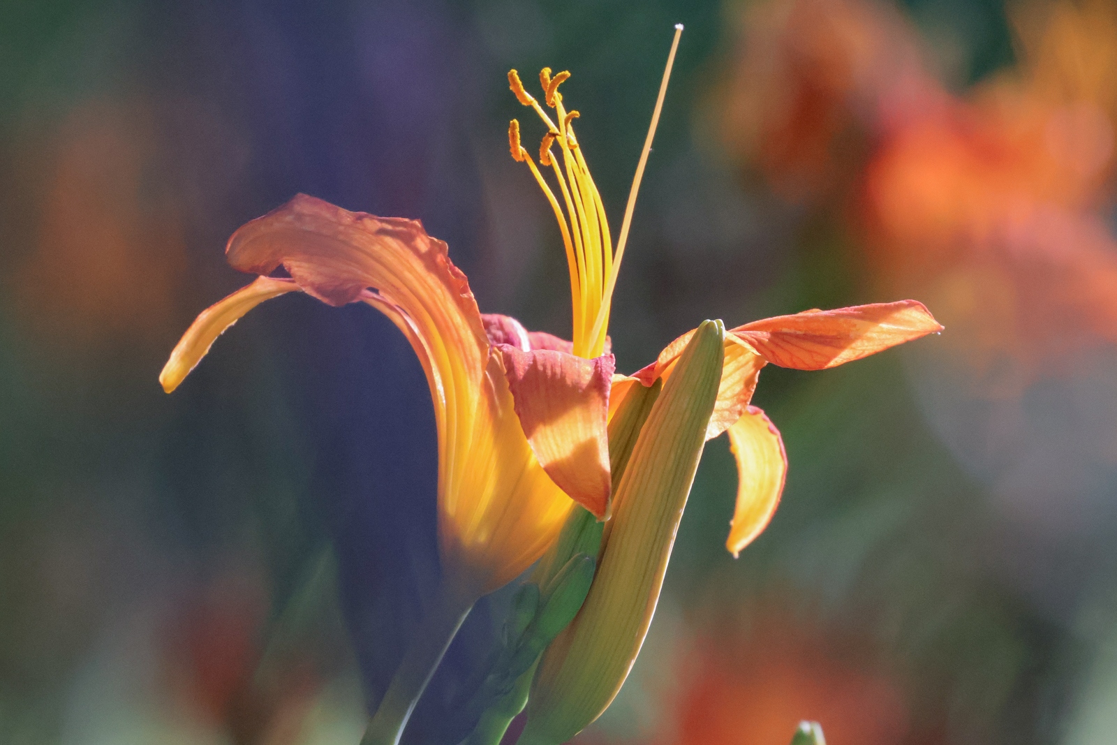 佳能eosr10实拍效果,佳能eosr10怎么样