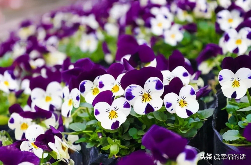 英国国花世界各国的国花,各种国家的国花大全