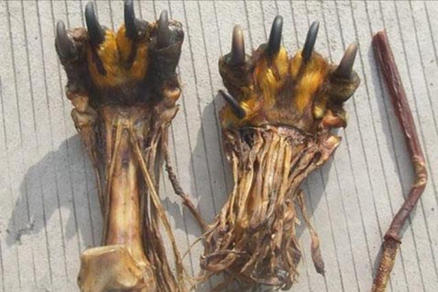 喝老虎酒有什么功效,老虎的骨头对人体有害吗