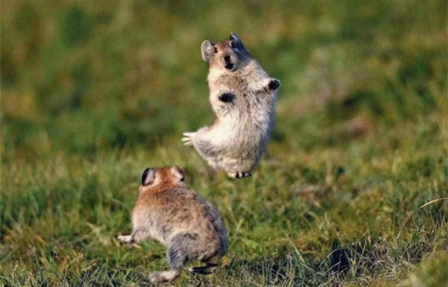 高原鼠兔是易危还是濒危,高原鼠兔到底有多可怕